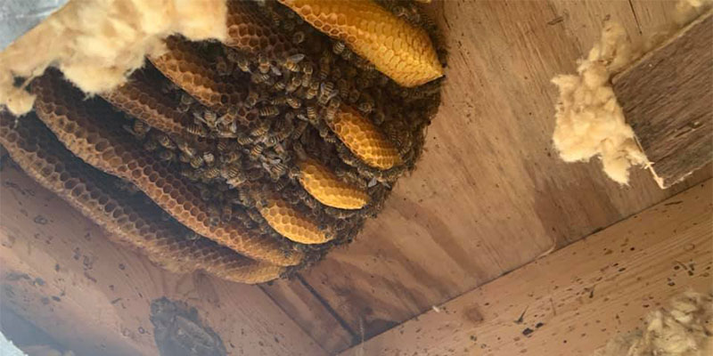 Bees Nesting in House Walls in Cape Coral, Florida