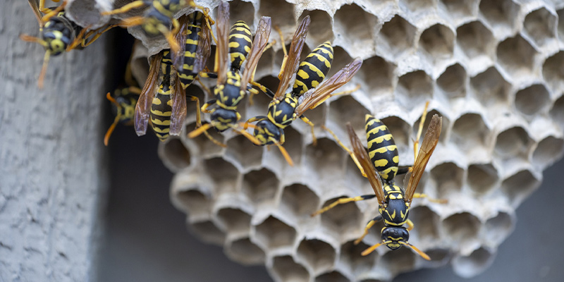 Bees in Attic Removal in Lakeland, Florida