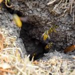 Ground Bee Removal in Lakeland, Florida