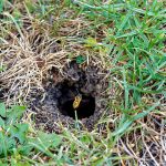 Bees Nest in Ground Removal