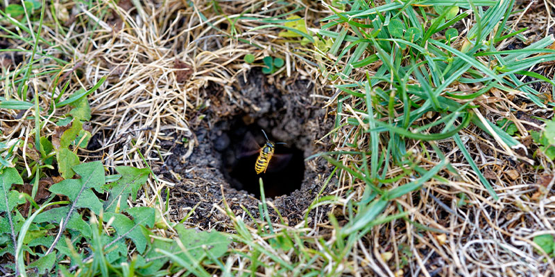 Bees Nest in Ground Removal in Lakeland, Florida