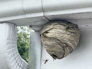 Why DIY Hornet Removal is Not Safe