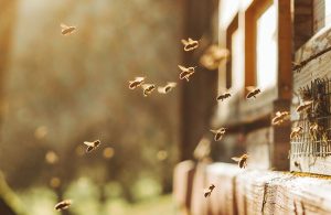 Why You Need a Professional for Bee Removal