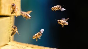 3 Signs You Need a Bee Relocation Service