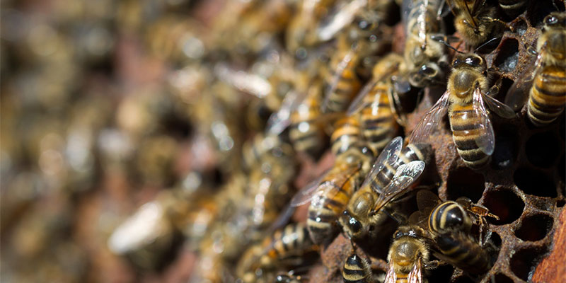 Why Humane Bee Removal is So Important