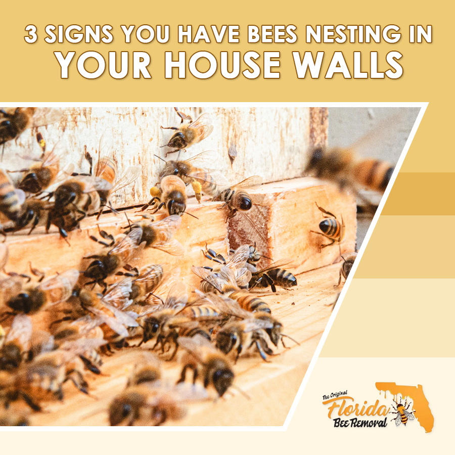 3 Signs You Have Bees Nesting in Your House Walls