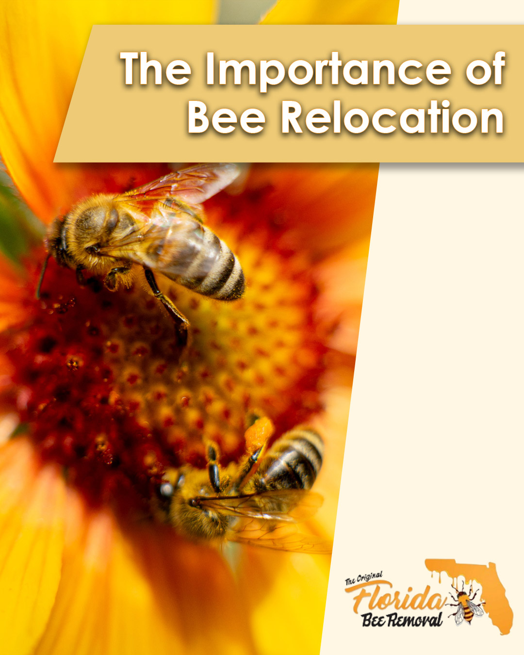 The Importance of Bee Relocation