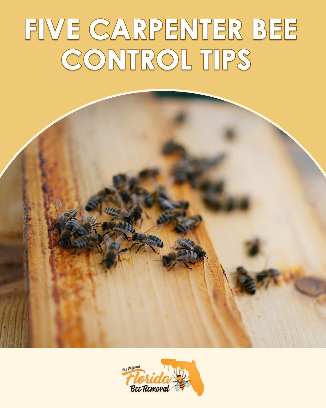 Five Carpenter Bee Control Tips