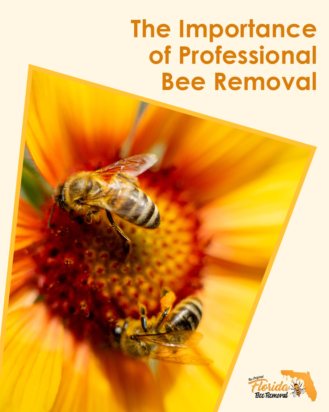 The Importance of Professional Bee Removal