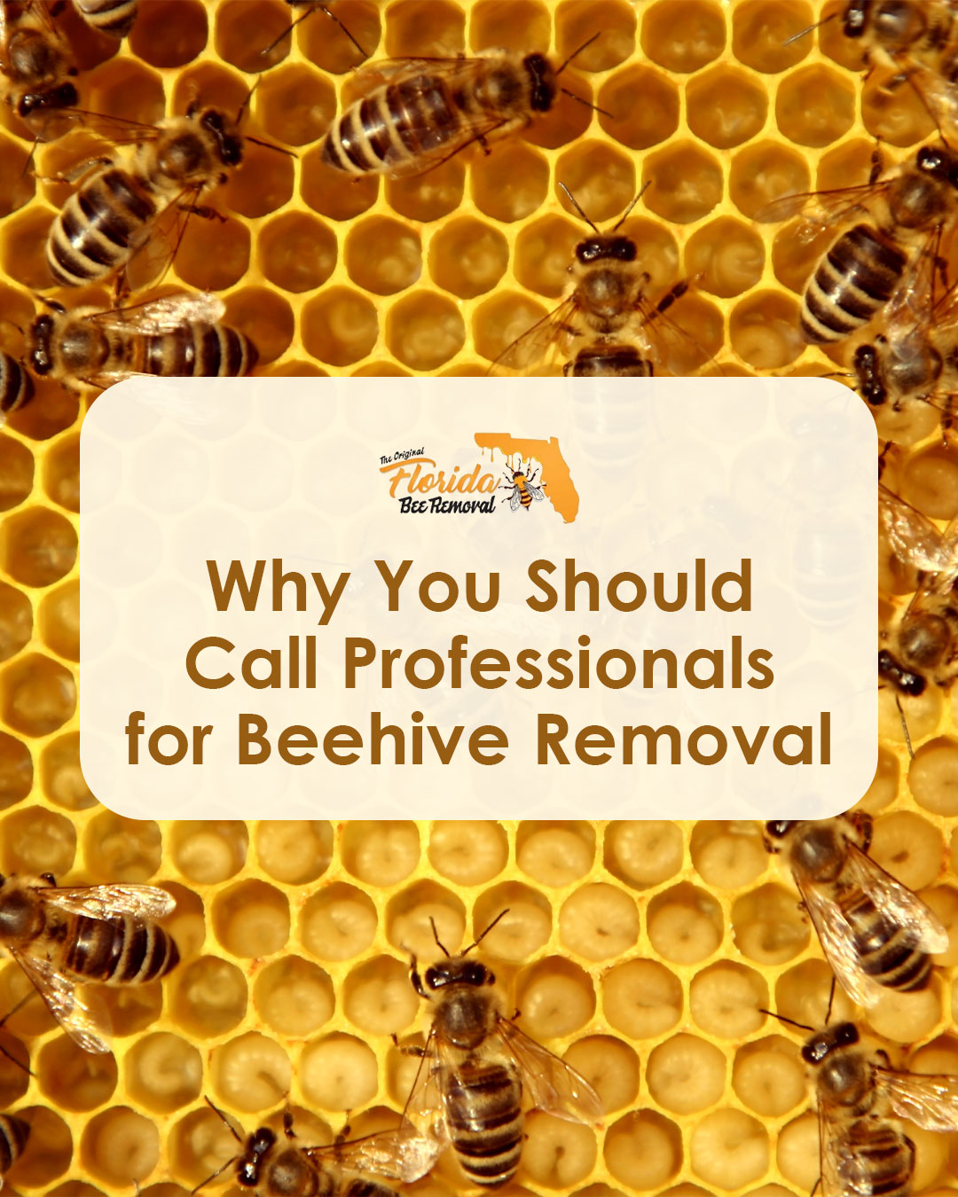 Why You Should Call Professionals for Beehive Removal