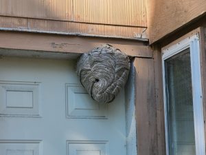 Why Hornet Nest Removal on Your Own Is a Bad Idea