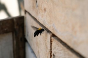 Three Reasons Bees Nesting in House Walls Are a Big Problem