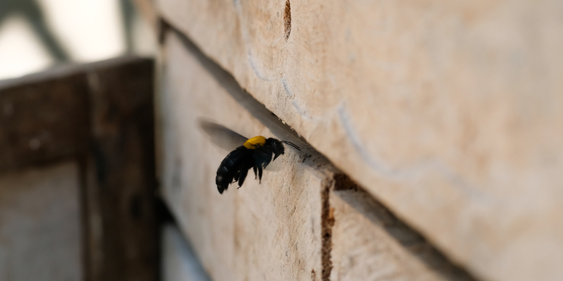 Three Reasons Bees Nesting in House Walls Are a Big Problem