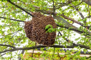 Why You Should Call Professionals for Beehive Removal