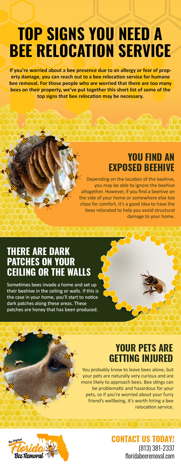 Top Signs You Need a Bee Relocation Service
