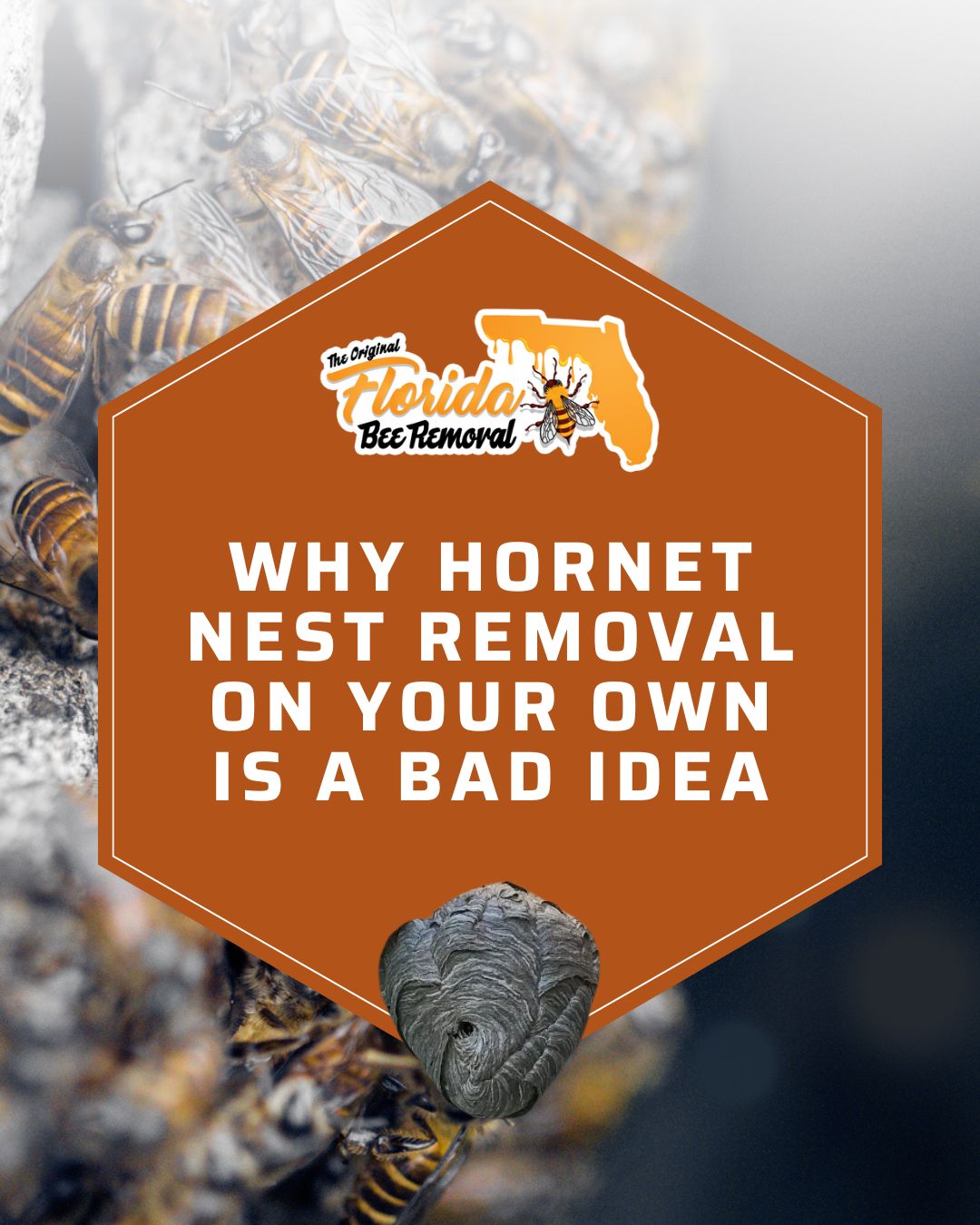 Why Hornet Nest Removal on Your Own Is a Bad Idea
