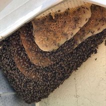 We provide the safe relocation of bees.