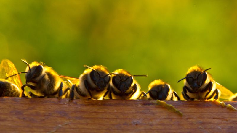Protect Pollinators With Humane Bee Removal Services