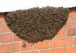 How to Stay Safe Around Bee Swarms