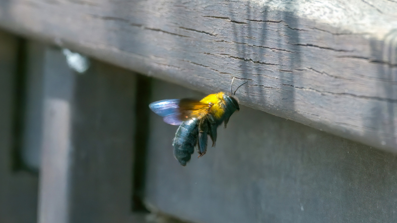 Do You Need Carpenter Bee Removal Services?