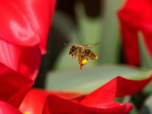 How to Know When You Need Bee Removal Services