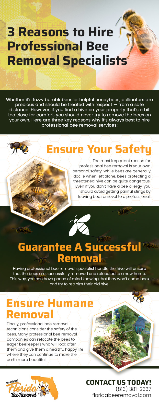 3 Reasons to Hire Professional Bee Removal Specialists 