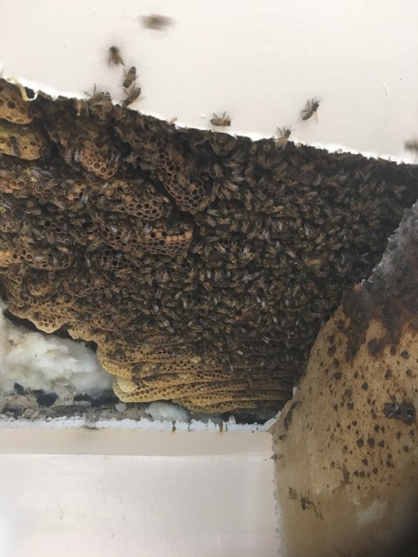 Florida Bee Removal