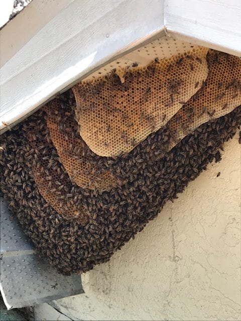 Florida Bee Removal
