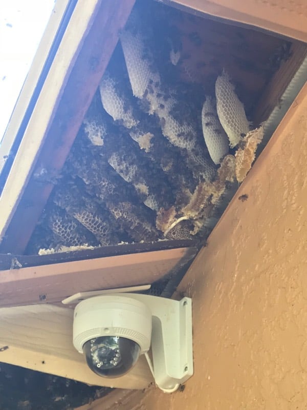 Florida Bee Removal