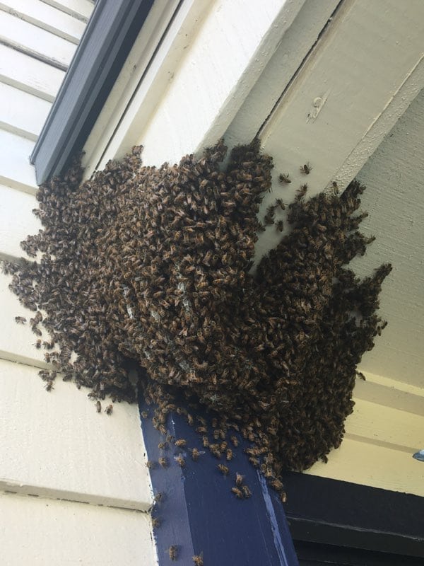 Florida Bee Removal