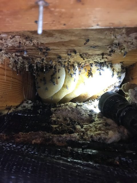 Florida Bee Removal