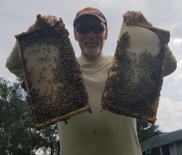 Florida Bee Removal