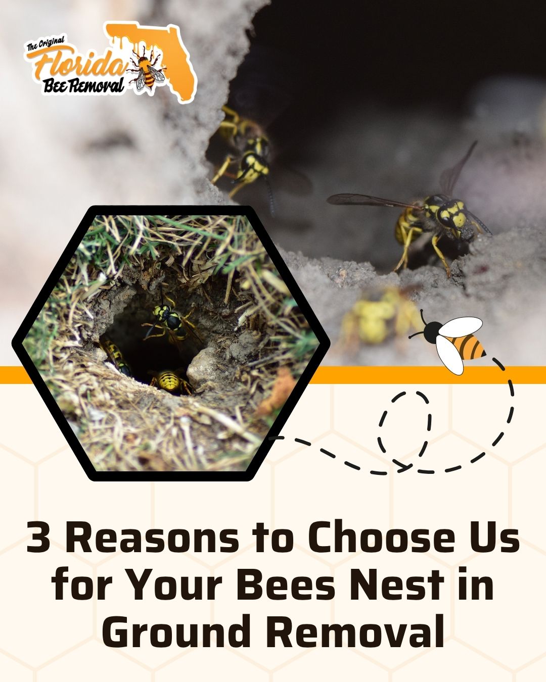 3 Reasons to Choose Us for Your Bees Nest in Ground Removal
