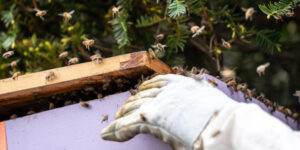 What to Expect after Bee Relocation Services