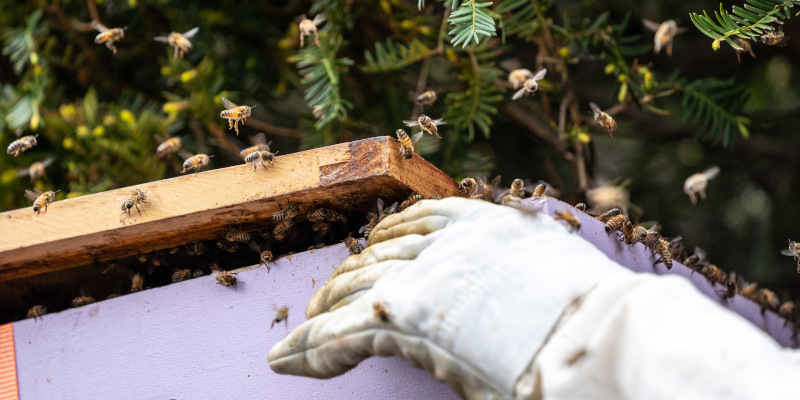 What to Expect after Bee Relocation Services
