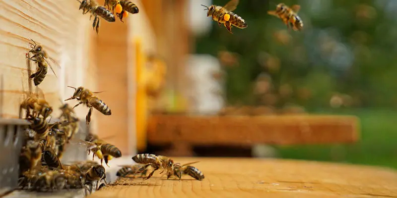 When to Call Our Bee Removal Company