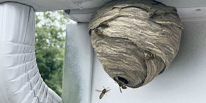 What You Should Know about Hornet Removal