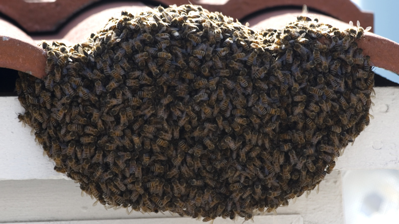 3 Tips to Remember When Calling a Professional about Bee Swarms