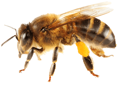 Florida Bee Removal