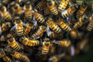 What You Should Know About Honey Bee Swarms