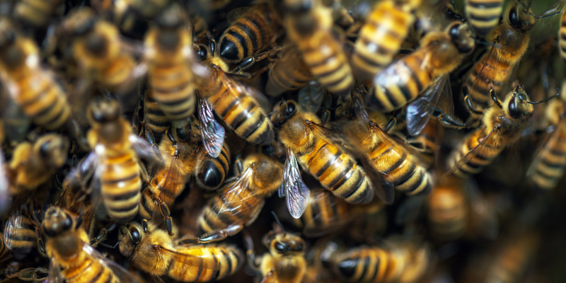 What You Should Know About Honey Bee Swarms