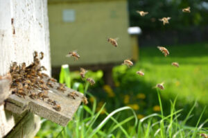 3 Benefits of Bee Relocation