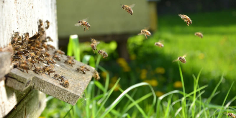 3 Benefits of Bee Relocation