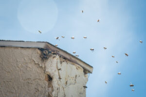 What Not to Do When Dealing with Bees Nesting in House Walls