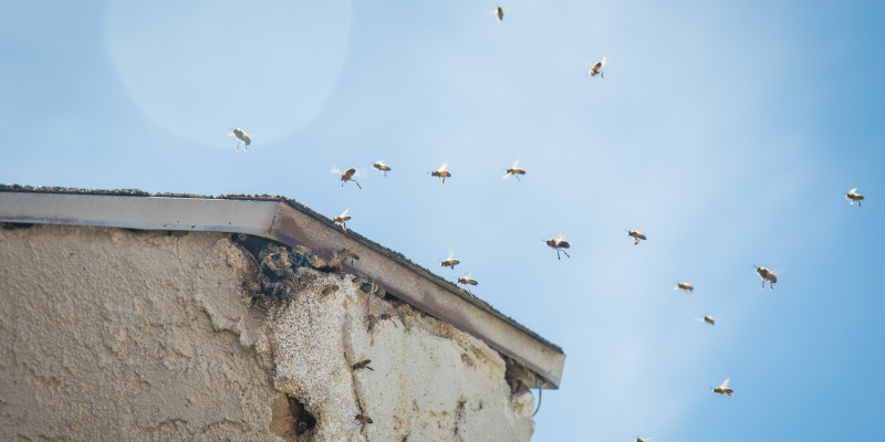 What Not to Do When Dealing with Bees Nesting in House Walls