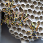 Yellow Jacket Removal