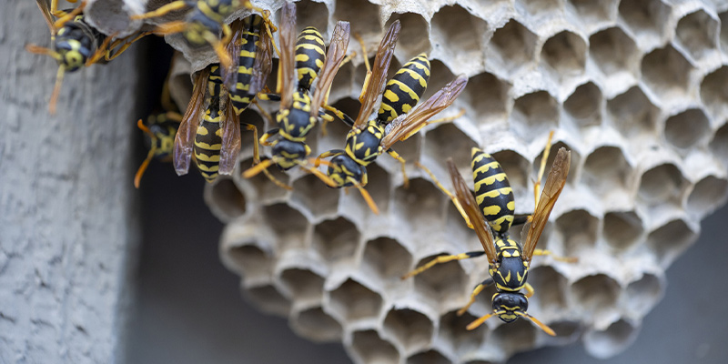 Yellow Jacket Removal in Orlando, Florida
