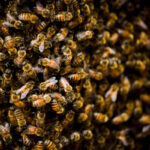 Hornet Removal