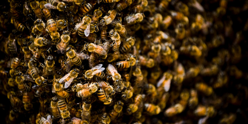 Hornet Removal in Orlando, Florida